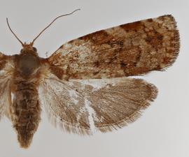   C. lambertiana , female .  © Loren Jones. Image used with permission.
